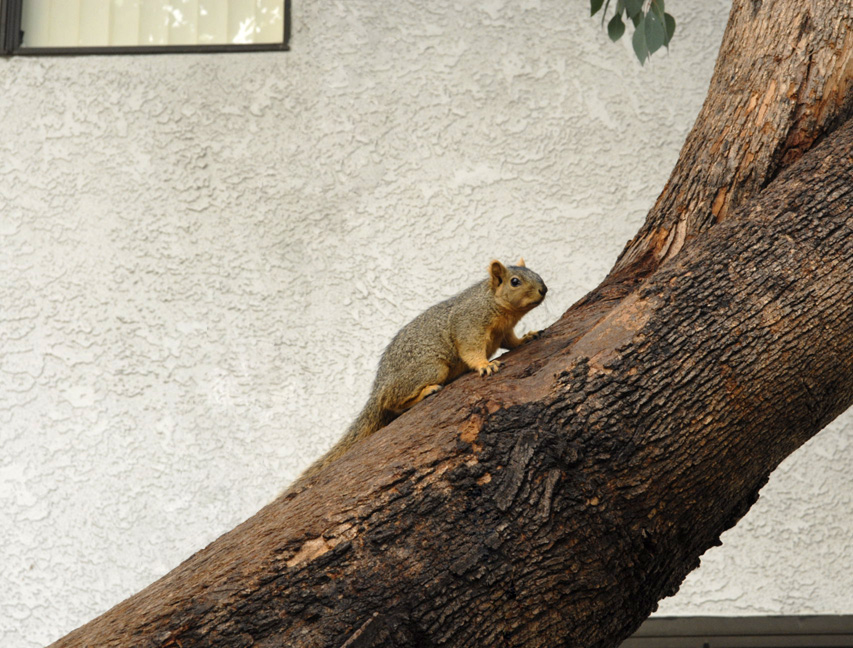 squirrel2.jpg
